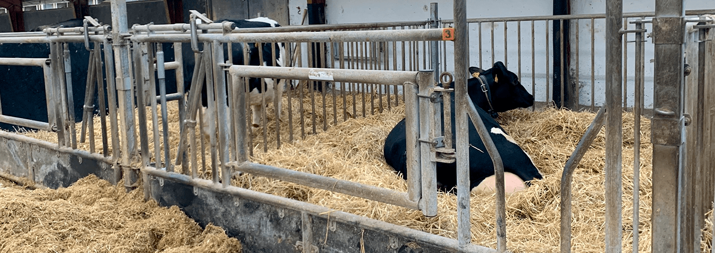 Køer og kvier skal have enkelt kælvningsbokse