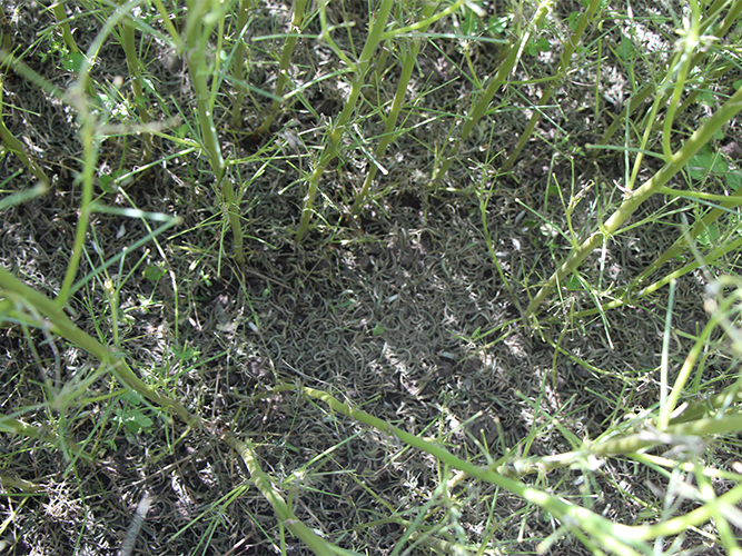 Kløverskimmel i smalbladet lupin. Kraftig bladfald som følge af angreb. Fotograf Ghita Cordsen Nielsen, SEGES.