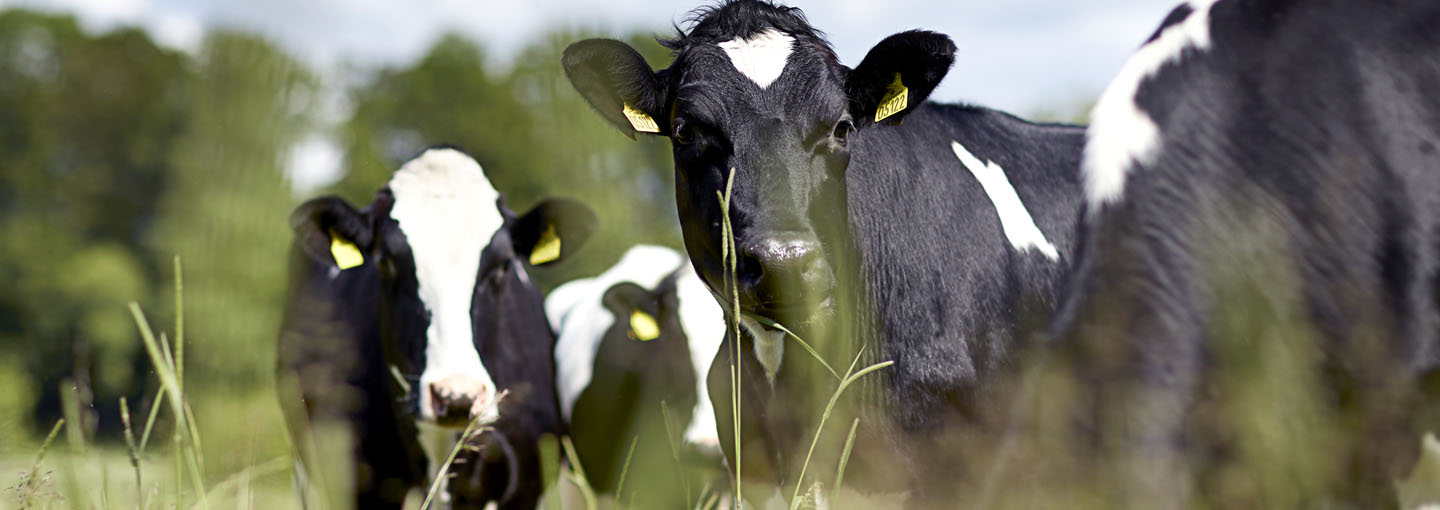 Nærbillede af fire sortbrogede køer på en græsmark hvoraf de de 3 kigger op