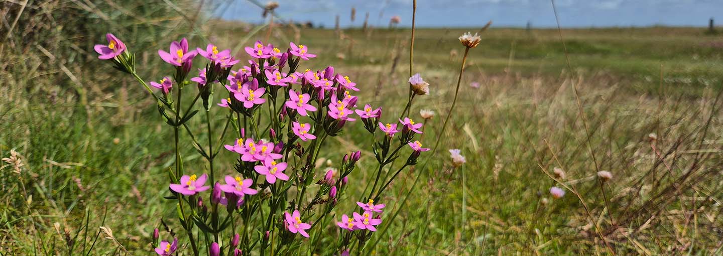 blomster på en mark