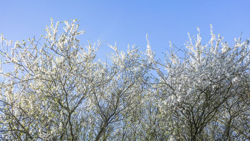 Forårets hvidblomstrende træer og buske tiltrækker de vilde bier