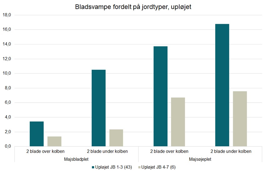 Bladsvampe i majs figur 5