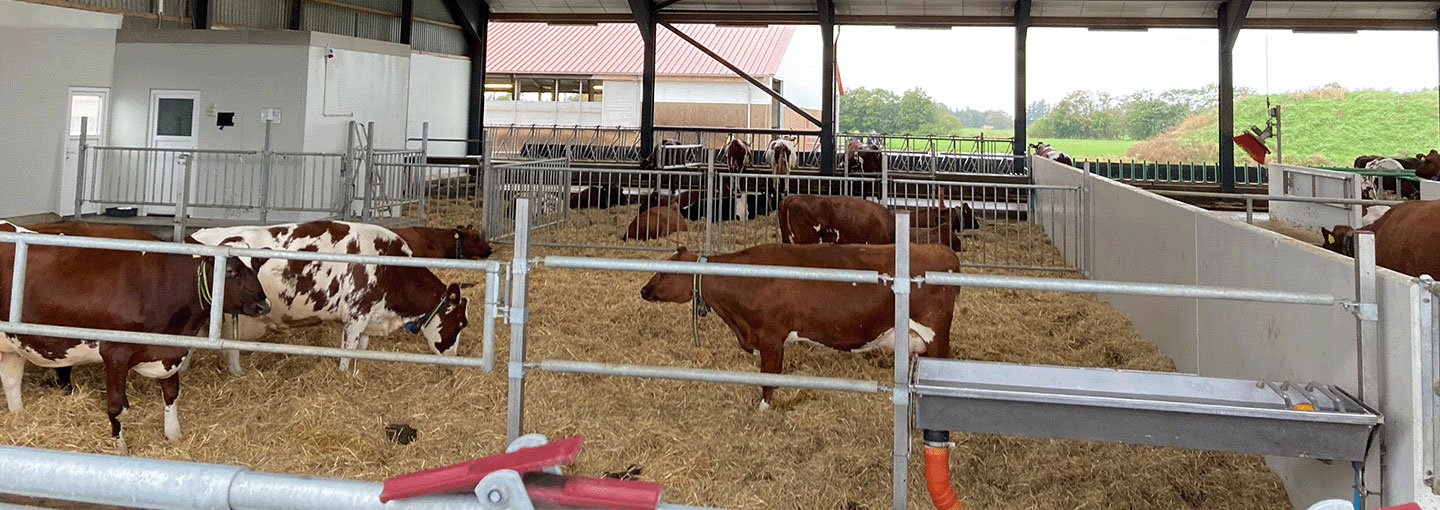Kvæg i stald