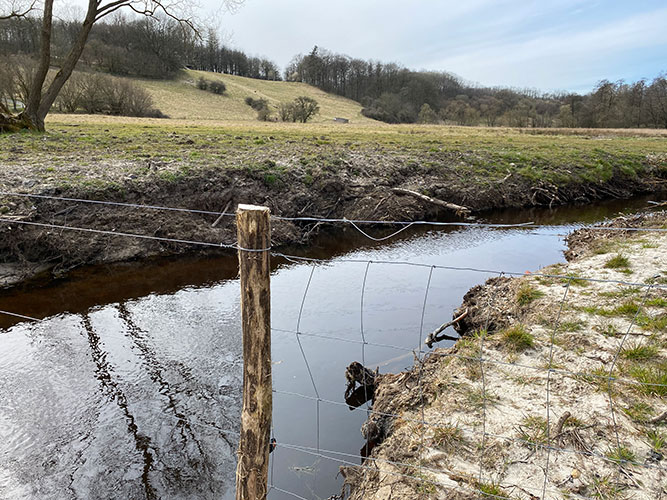 Den nye indhegning i projektområdet, der skal bruges til ekstensiv græsning, bidrager til en større biodiversitet i området