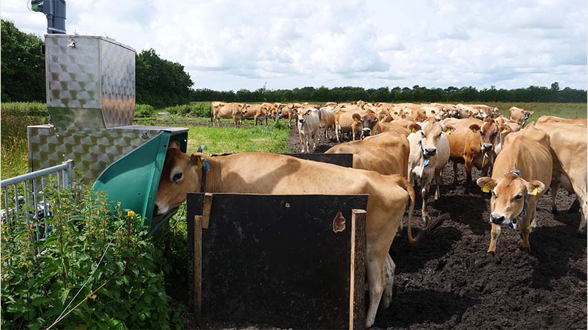 køer græsser på mark og får målt metanudledning