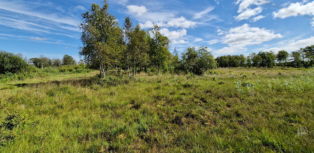 Store dyr i lave tætheder træder jorden op så der på sigt dannes tuer med særlige plantesamfund der ellers ikke vil kunne trivedes