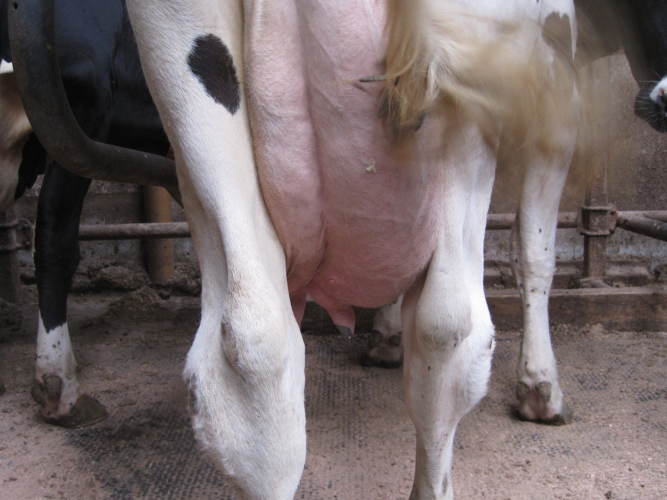 Yverbetændelse i besætninger smittet med Mycoplasma bovis