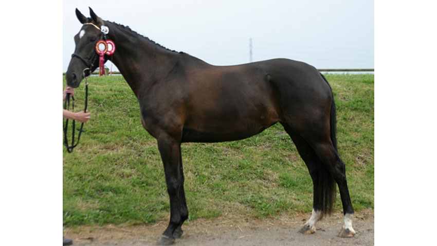 Elegant forædlet Oldenborg hoppe