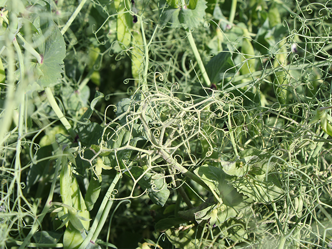 Ærteskimmel på fangtrådene. Fotograf Ghita Cordsen Nielsen, SEGES.