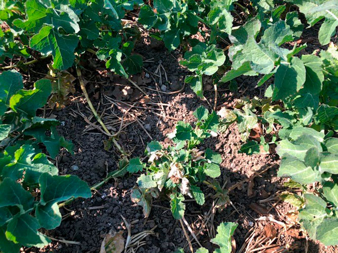 Svidning og efterfølgende angreb af gråskimmel og bakterier fotograferet på afstand af Anders Smedemand Musse, KHL den 20. april 2021.