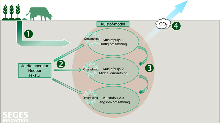 Eksempel på opbygning og beregningsskridt i kulstofmodel.