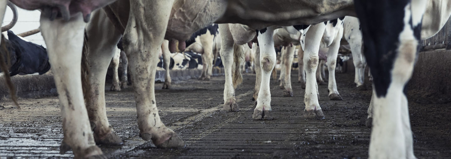 Ben og klove på køer der står i stald