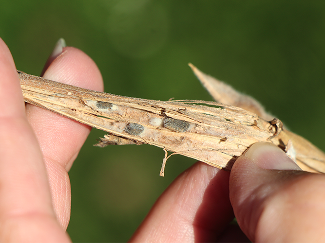 Knoldbægersvamp i lupin. Der er dannet sklerotier inde i stænglen. Gråskimmelsvampen danner kun sjældent sklerotier. Fotograferet 8. august 2022. Fotograf Ghita Cordsen Nielsen, SEGES.