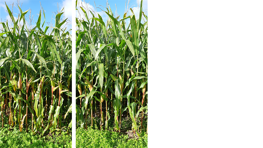 Fotos fra upløjet mark. Til venstre svampebehandlet og  til højre ubehandlet. Der er ingen større synlig forskel.