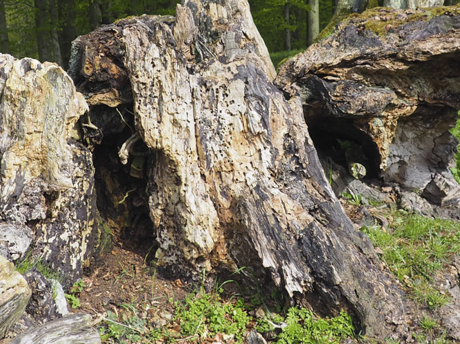 Nogle bier bruger gamle billehuller som opholdssted hen over vinteren. Andre kan selv lave huller i veddet. 