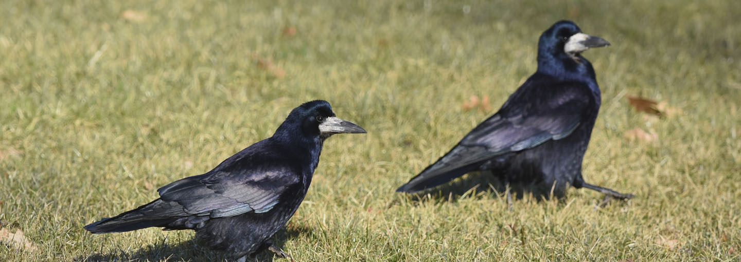 2 sorte råger spadserer hen ad græs