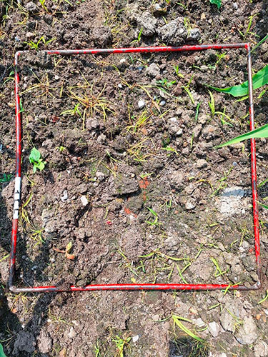 Pletsprøjtning mod hanespore i majs – hvordan er det gået