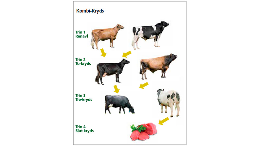 Illustration af KombiKryds