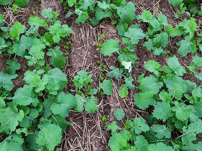 Raps med udlæg af blodkløver i forsøg 003 fotograferet 20. september 2021 af Peter Schmidt Nielsen, Velas.