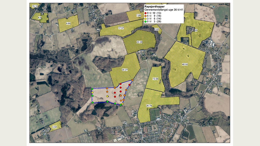 Fangster af rapsjordlopper i de 24 fangbakker ved Skårup, Sydfyn samt rapsmarker i området i sæson 2023 