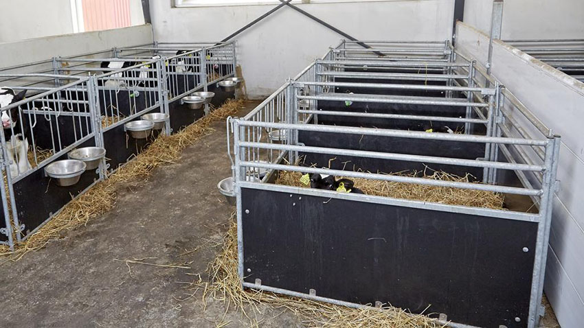 Pæn ren lys kalvestald