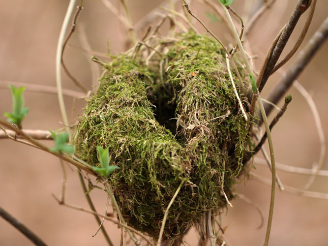 Gærdesmutte er en af de mange fuglearter, der yngler i de tætte krat. Her er en typisk rede fra gærdesmutte. 