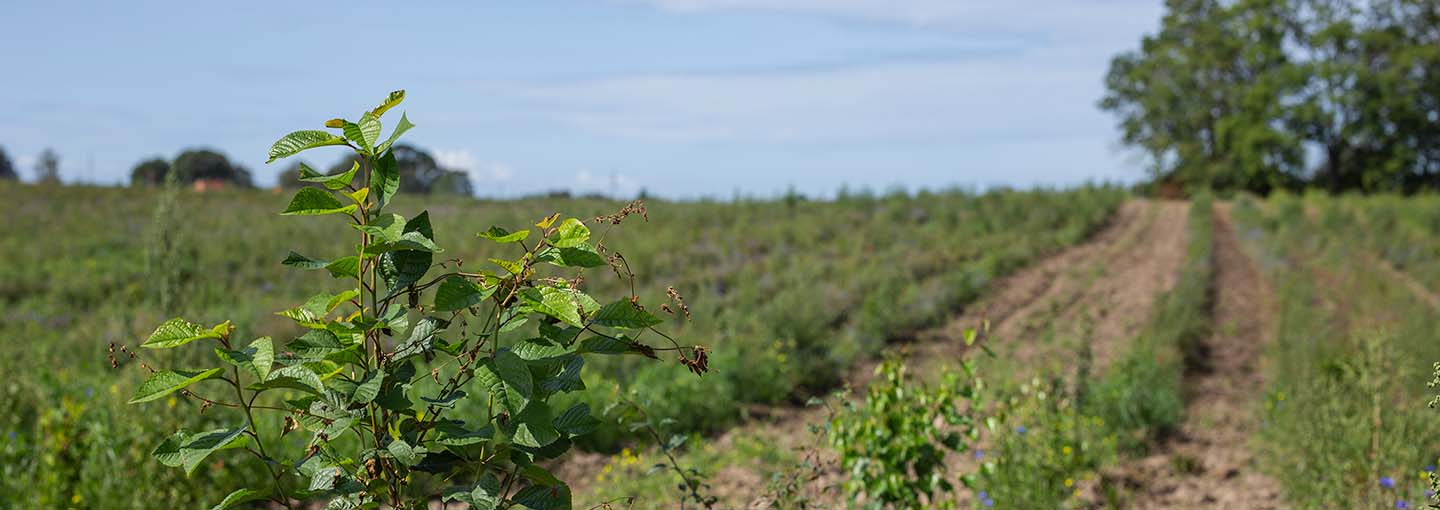 en mark med afgrøder