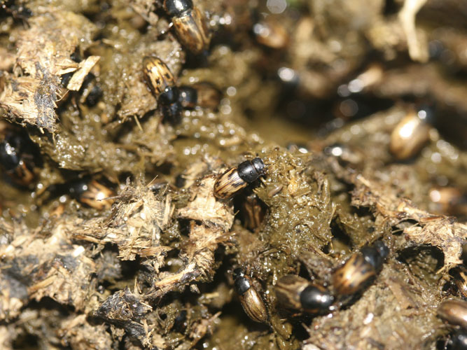 Nogle gange kan kokasser være fuldkommen levende af møgbiller. 