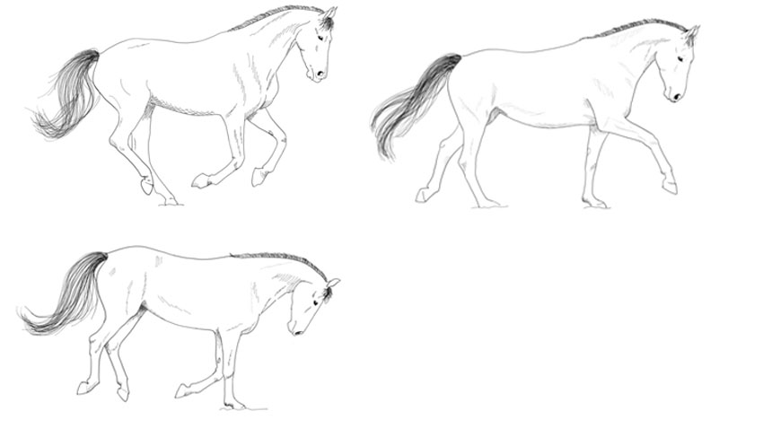 Hestens galop skal være tretaktet