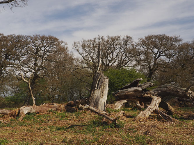 Veterantræer, som får lov at falde sammen, er et af de bedste bihoteller du kan lave. 