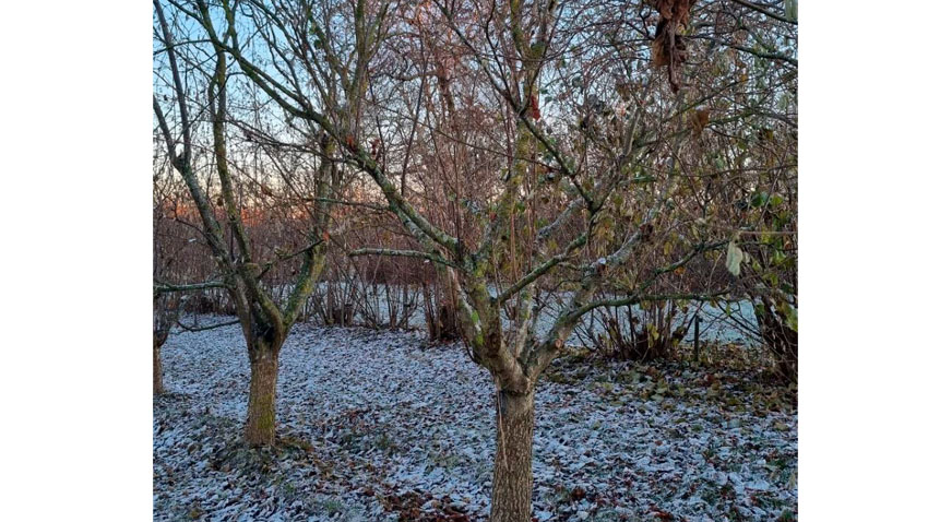 20 år gamle planter