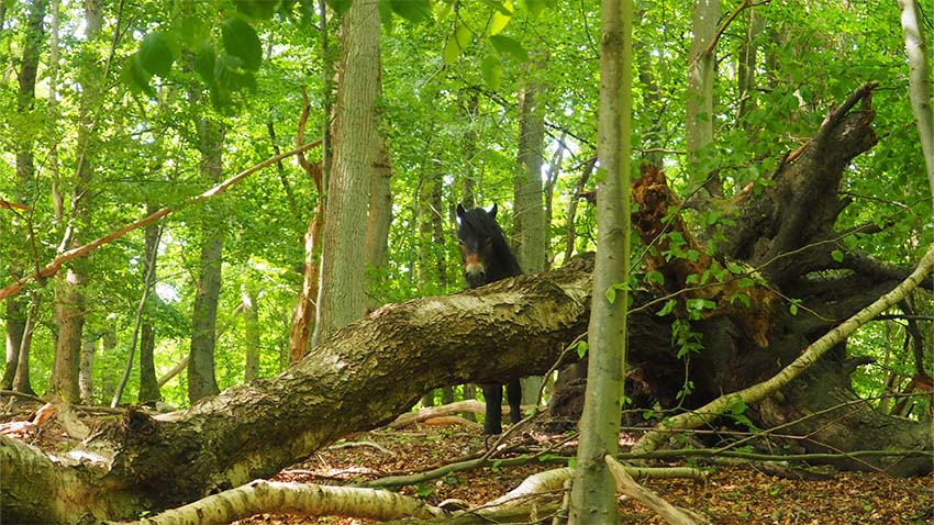 Som udgangspunkt hører de store dyr til alle steder i naturen. Traditionelt