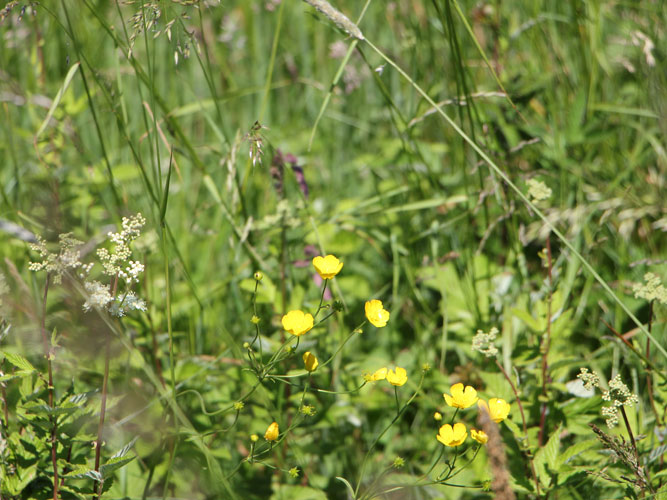 Den vilde flora skyder op i flere områder.