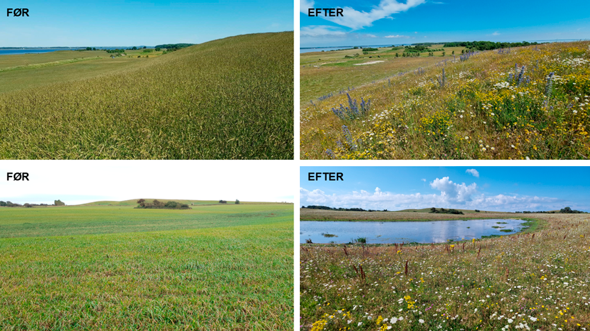 Før og efter genopretning af naturlig vegetation på Knudshoved Odde. Udsåning med vilde plante frø er gennemført med succes i projektet ”Life Clima-Bombina” Knudshoved Odde i Vordingborg Kommune. Til venstre ses markerne i drift før udsåning af vilde planter og til højre ses samme areal efter udsåning og genopretning af den naturlige vegetation. 