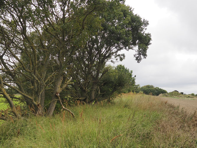 Læhegn fungerer bedst for bierne, hvis de ligger i kombination med permanente udyrkede arealer. 