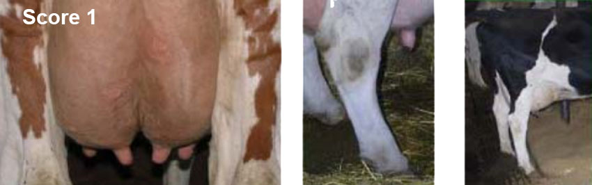 Score 1 på hygiejnevurdering af malkekøer