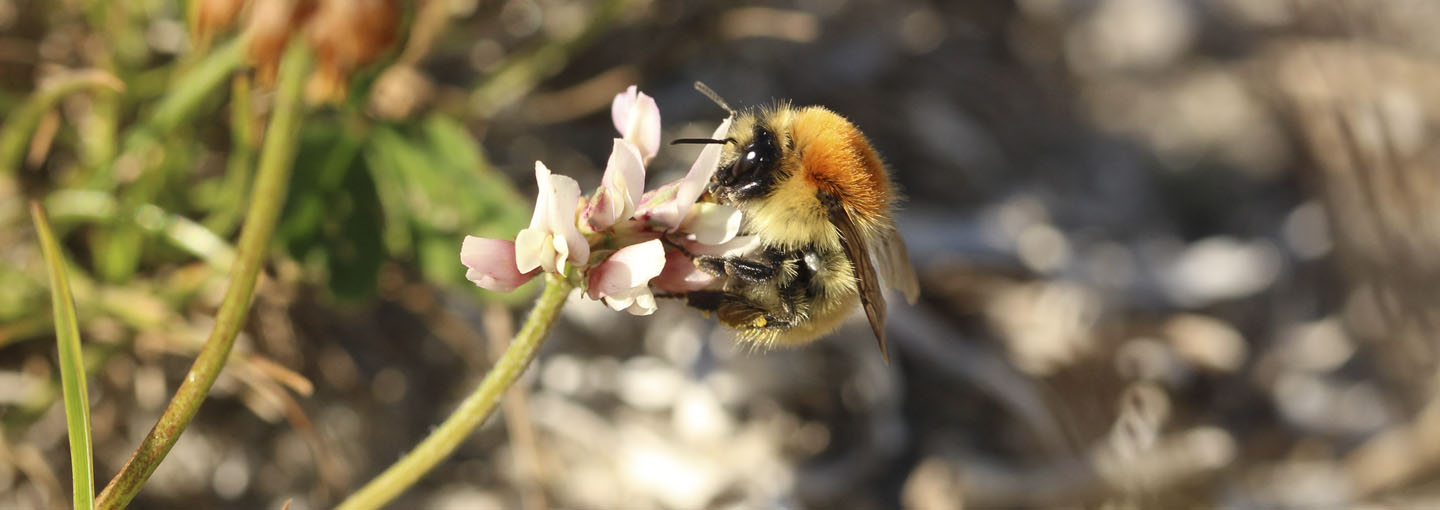 Bi suger nektar fra blomst