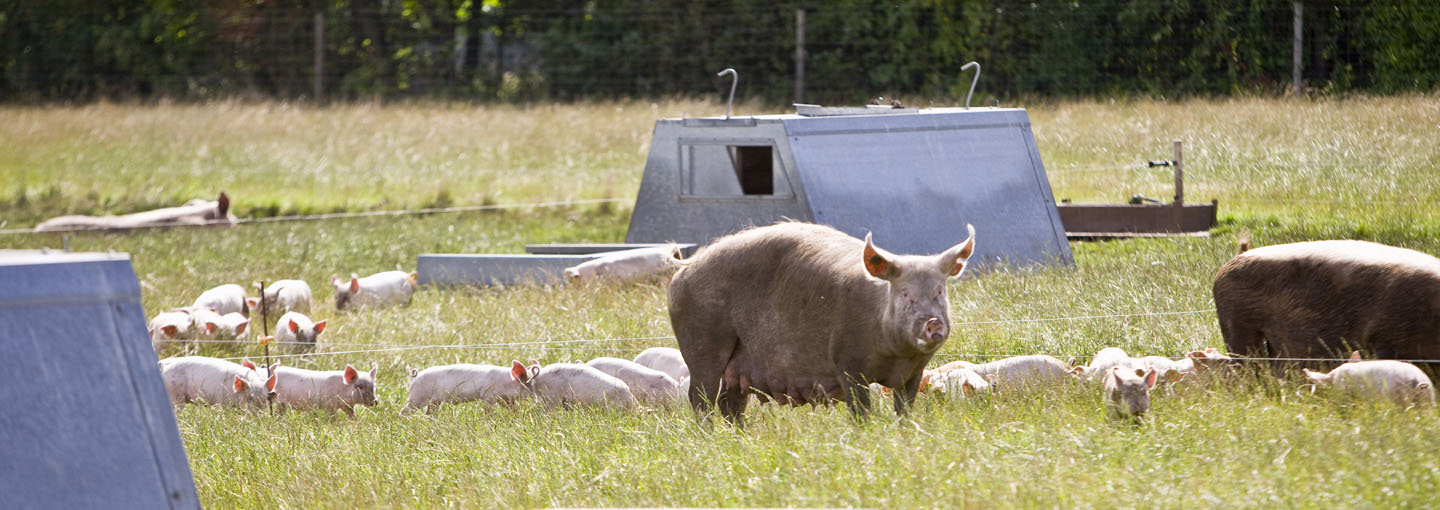 Klimatiltag og udvikling indenfor produktion af grise på friland