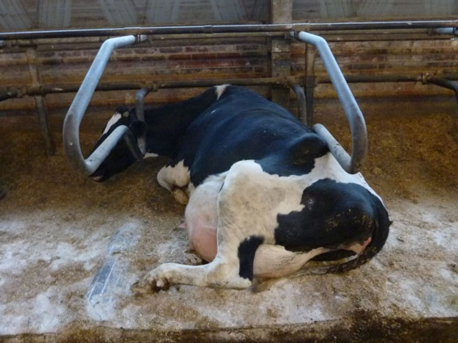 Ko ligger på skrå i sengebås med hovedet inde over bøjlen