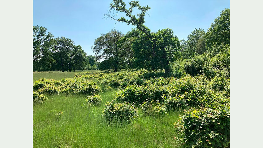 Tilgroning med Hornbeam (en slags birk) er en stor udfordring i afgræssede kulturlandskaber med høj biodiversitet og 300 år gamle egetræer i Transsylvanien. 