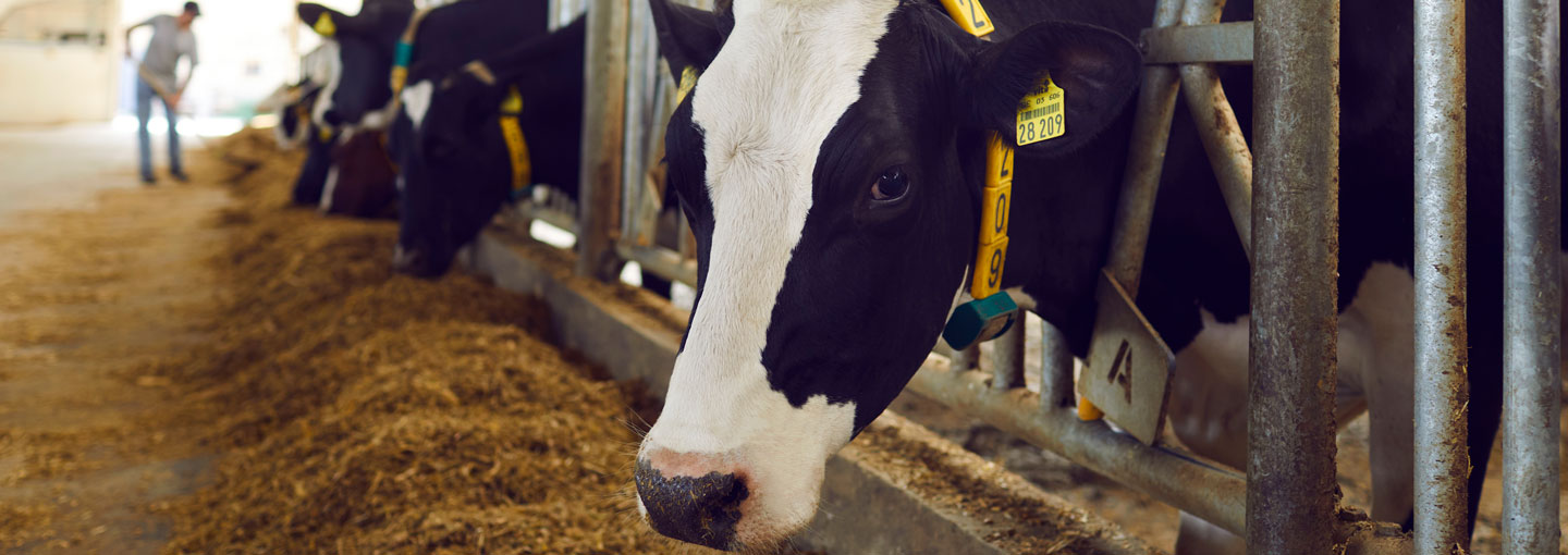 Køer i stald