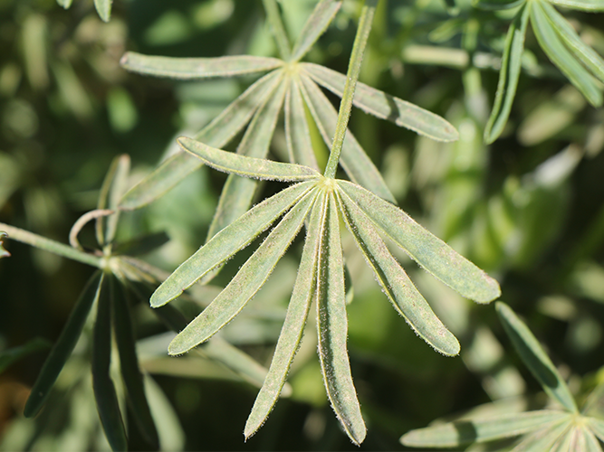 Kløverskimmel i smalbladet lupin. Bemærk skimmelbelægningen. Fotograf Ghita Cordsen Nielsen, SEGES.