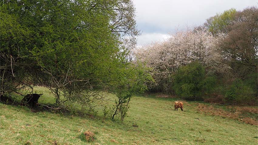 Skotsk højlandskvæg