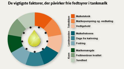 Faktorer af betydning for FFA i tankmælk (Kilde: SEGES afd. for mælkekvalitet).