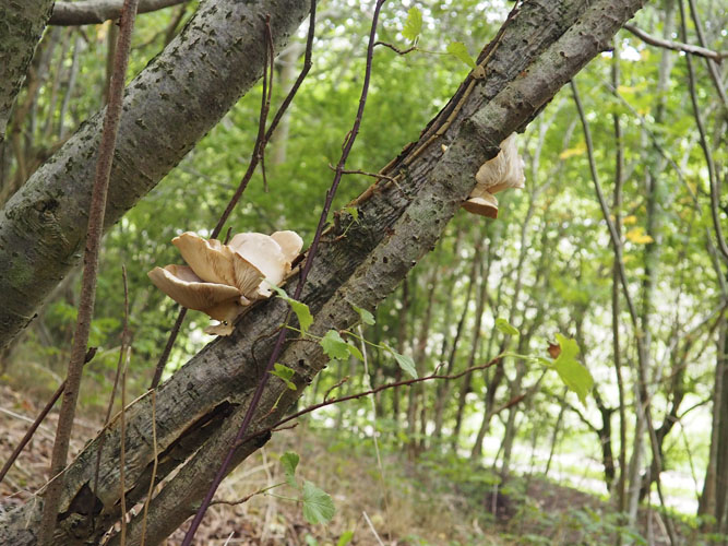 Svækkede træer og buske kan være gode levesteder for svampe og insekter