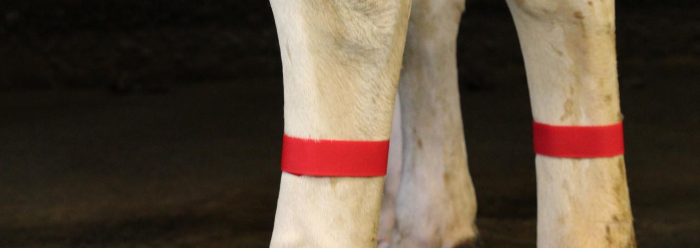 Ko ben med røde mærker som symboliserer antibiotikabehandling