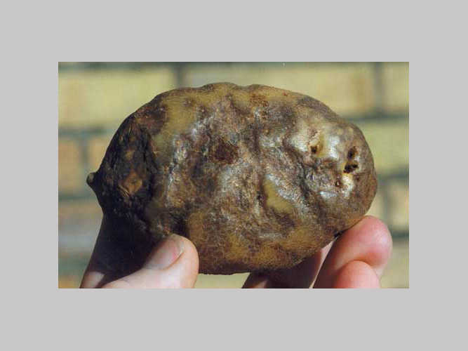 Cercospora bladplet (C. concors) i kartofler kan ligne skimmel men mycelium i cirkulære pletterne på undersiden er grågrønt.