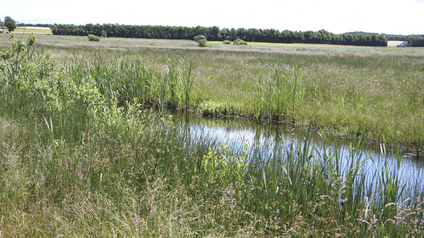 Små søer med frit vandspejl er opstået som følge af, at der er taget jord til tilkastning af grøfternes udløb. Vandet er dog ikke dybere end at kvæget sagtens kan bunde og gå ud i vandet. I området er der også etableret to små, lavninger - lavvandede søer.