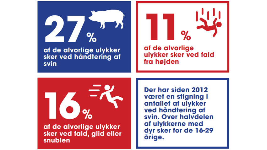Ulykker der typisk sker ved arbejde med svin