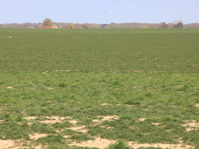 En tidlig indsats med nedvisning er afgørende for at stoppe spredning af agerrævehale i denne engrap-græsmark